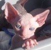 Sphynx kittens for sale